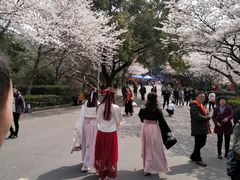 -武汉大学-樱园