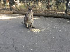 -费瑟代尔野生动物园