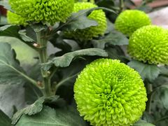 -龙大花卉苗木市场