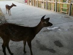-鹿境梅花鹿生态园区