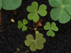 -北京植物园-展览温室