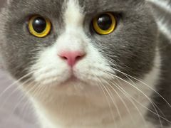 -佳怡动物医院·平价24小时·猫专科骨外科