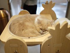 -飞行喵MR PILOT|猫舍·猫咖(静安大融城店)