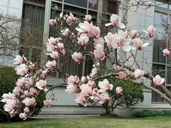 -虹迎轩·中餐厅(虹桥迎宾馆店)