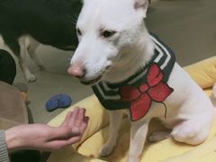 -逗柴咖啡屋·狗咖猫咖宠物桌游