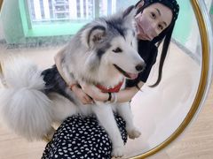 -Husky Go! 哈士奇体验馆·宠物咖啡厅狗咖