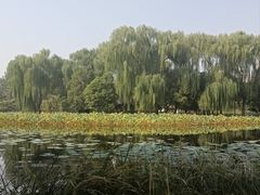 -莲花池公园