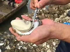 -浪琴湾尾角仔海鲜坊