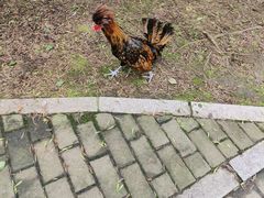 -沈阳鸟岛