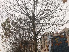 -弓虽昌焖烧鸡(大竹林店)