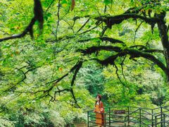 -龙苍沟森林公园