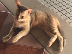 -ခြောက်ထပ်ကြီးရွှေသာလျောင်းဘုရားကြီး