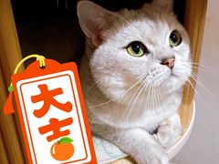 -【朵云轩艺术中心】博洛尼亚插画展·中国巡展·上海站