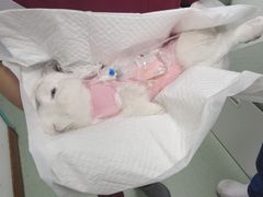 -北京观赏动物医院·24小时大型综合·猫专科·异宠专科