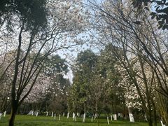 -龙头寺公园