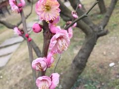 -秀丽东方
