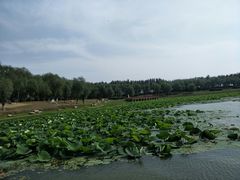 -丁香湖公园