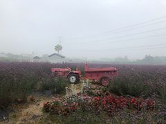 -紫颐香薰山谷景区