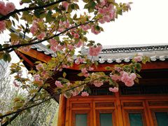 -中国中医科学院望京医院(院本部)