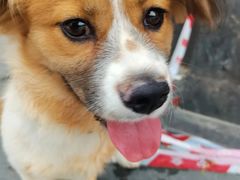 -乐琪宠物医院·犬猫专科·骨外科·急重症
