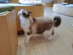-CAT’S MEWSTAR CAFE·喵星球猫屋(晴湾咖啡店)