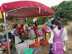 -从化深英荔枝黄皮龙眼采摘园