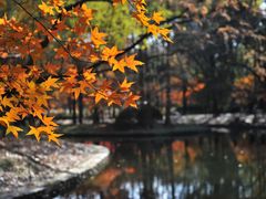 -上海共青森林公园