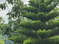 -南山植物园