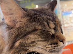 -平行世界·猫咖(首经贸店)