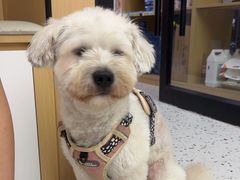 -瑞派康怡24h宠物医院·犬猫医疗中心·微创绝育(瑞景分院)