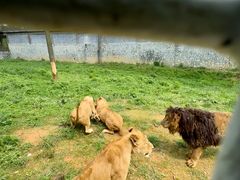 -贵州森林野生动物园