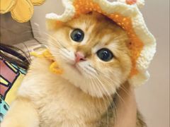 -lincat·猫舍(广州店)