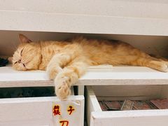 -猫小院猫主题餐厅(三里屯店)