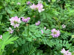 -清真·锦翔炝锅鱼(明德门店)