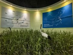 -盐城丹顶鹤湿地生态旅游区