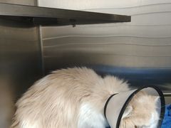 -艾贝尔宠物医院·宠保定点·超声绝育·免疫点(樱花路店)