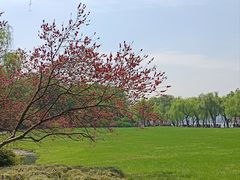 -柳浪闻莺公园