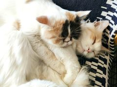 -平行世界·猫咖(首经贸店)