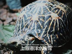 -上海海洋水族馆