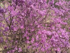 -沈阳植物园