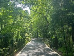 -天目山大树王景区