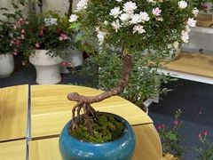 -深圳仙湖植物园