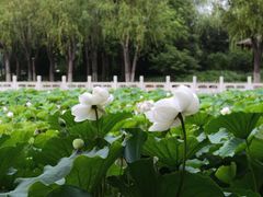 -莲花池公园