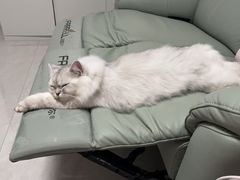 -FAELING PETS美天灵宠物(富力广场店)