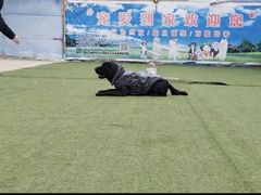 -宠物寄养训练学校
