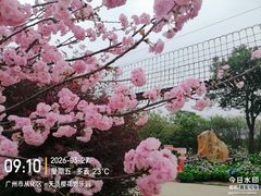 -天适樱花悠乐园