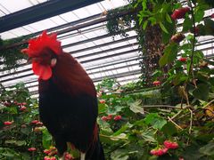 -呀路古热带植物园