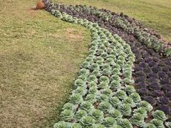 -云溪植物园
