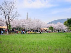 -长田漾湿地公园
