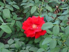 iphone_upload_pic-密云玫瑰情园